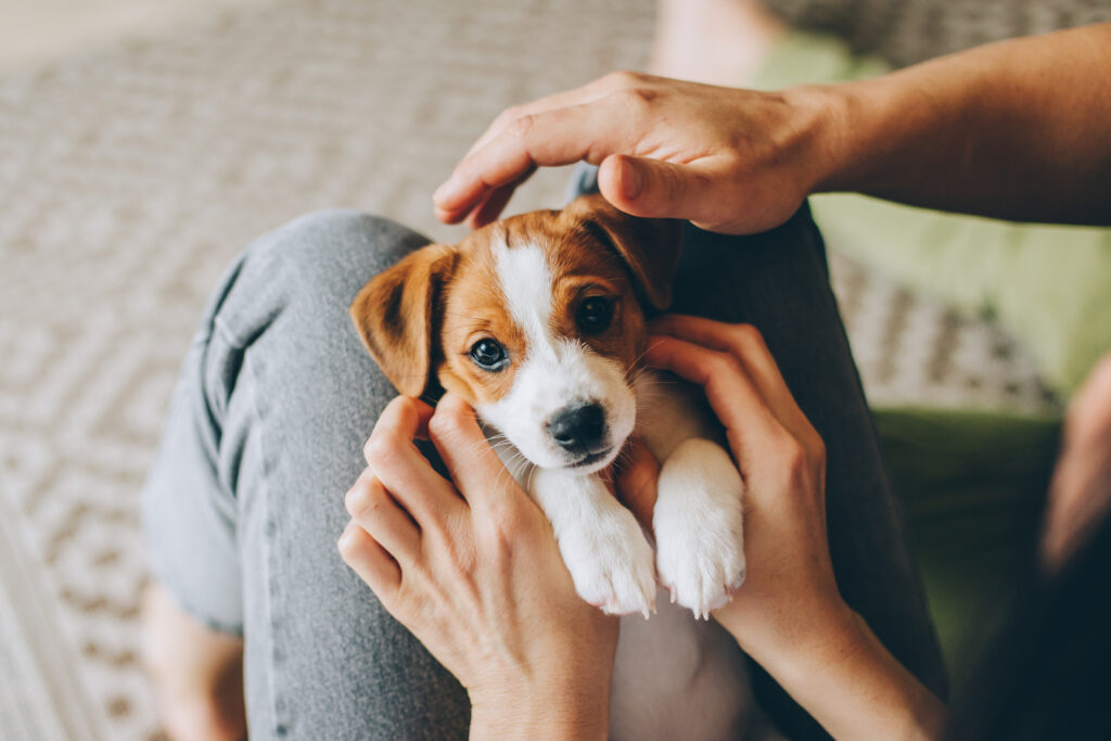 Puppy Walks in Battersea