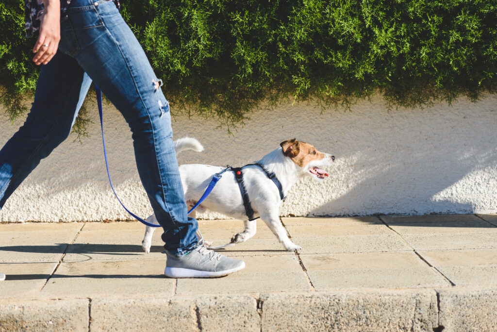 Experienced Dog Walkers In Battersea